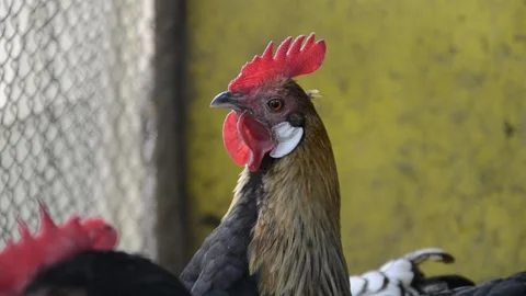 Close up of head of golden rooster standing on traditional rural barnyard Stock Footage 134623476