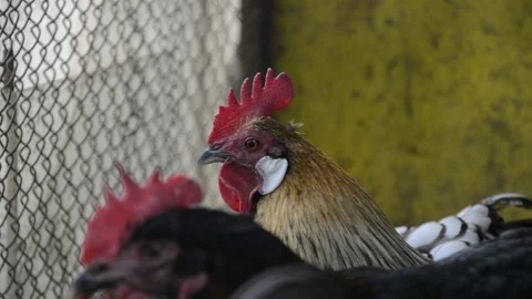 Close up of head of golden rooster standing on traditional rural barnyard Stock Footage 134623949