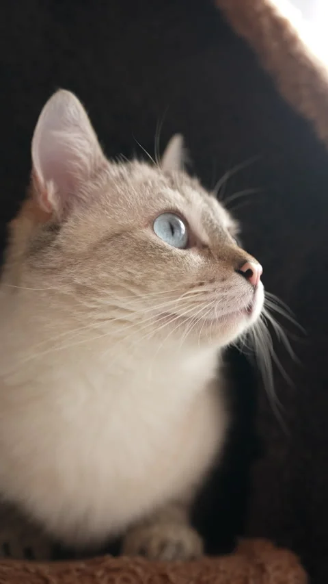 Close-up head of graceful white cat with striking blue eyes relaxing in cozy Stock Footage 302505684
