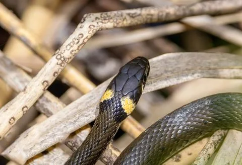 Close-up of the head of a grass snake (Natrix natrix) Stock Photos