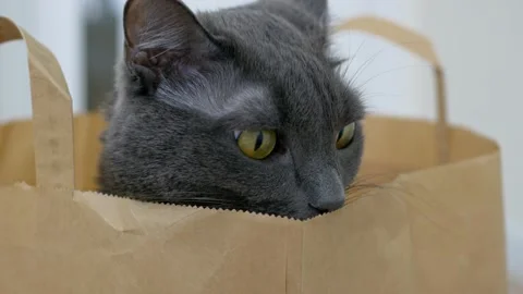Close-up of the head of a gray cat that sits in a paper bag from the supermarket Stock Footage 199323414