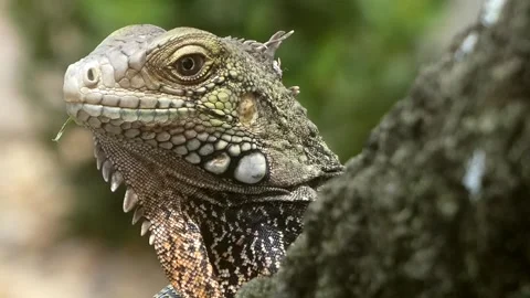 Close up on the head of a Green big iguana sitting on palm tree looking on Stock-Footage 242093585