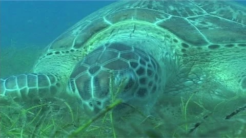 Close Up Of Head Of Green Turtle Stock Footage 291381006