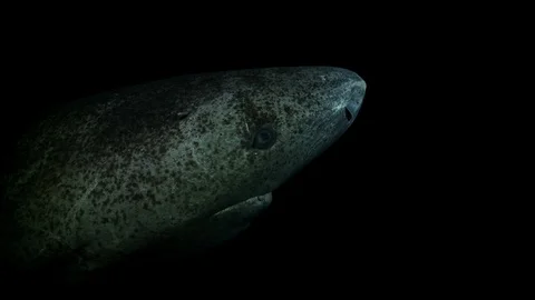Close-up of the head of a greenland shark swimming in the darkness, top view Stock Footage