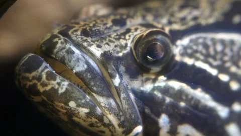 Close up of a head of the grouper with the rolling eye. Stock Footage 118269246