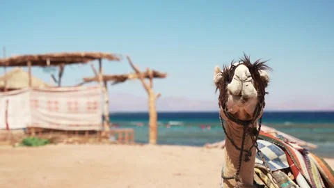 Close up of head of harness camel chew on the beach. Tourists on excursions in Stock-Footage 252943639