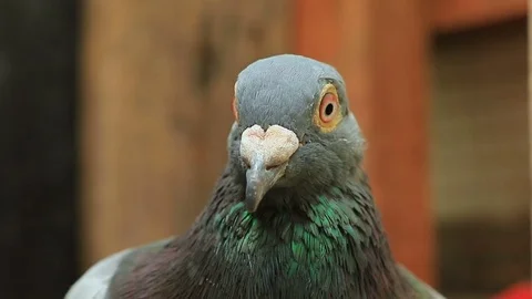 Close up head of homing speed racing pigeon bird Stock Footage