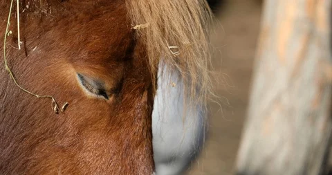 Close-up head of a horse taking a nap Stockbeeldmateriaal 123326022