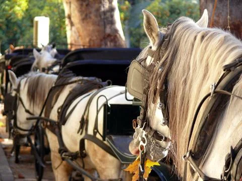 Close up of head horses. Stock-Fotos