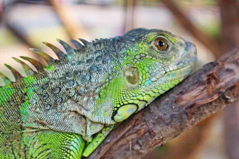 Close Up Head Of Iguana Stock Photos