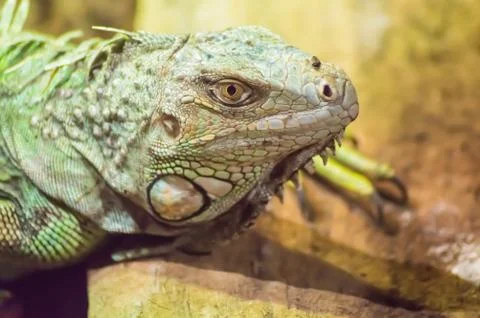 Close up on the head of an iguana Stock Photos