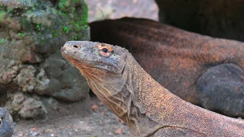 Close up head komodo dragon 스톡 동영상 246800318
