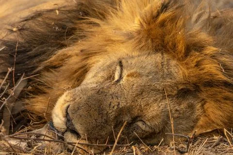 Close up of the Head of a Large Sleeping Lion With a Thick Mane in South Afri Stock Photos