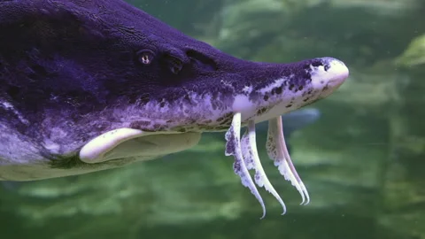 Close-up of head large sturgeon Vidéo 222762196