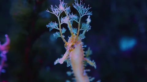 Close up of head of leafy sea dragon, seahorse Stock Footage 139412683