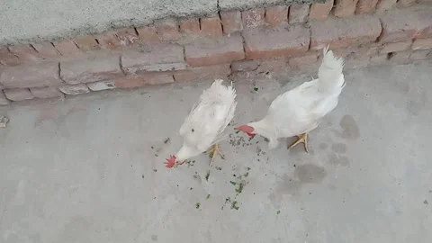 Close-Up Head-Level View of Chickens Eating Breakfast Vídeos de archivo 347488985