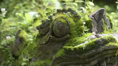 Close up head lion statue with mossy. Stock Footage 79746140