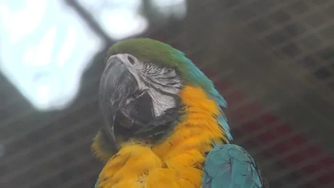 Close up the head of Macaw parrot 스톡 동영상 134006850