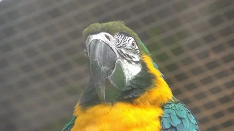 Close up the head of Macaw parrot 스톡 동영상 134006865