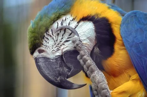 Close up on a head of Macaw parrot Stock Photos