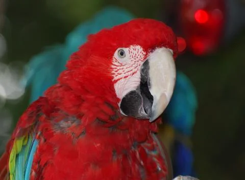 Close up of the head of a macaw Stock Photos