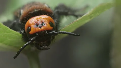 Close-Up Of Head Mammoth Wasp Sitting On The Leaf Stock Footage 130952337