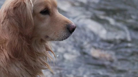 Close up of head of middle aged Golden retriever dog with wet fur Video stock 290776376