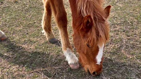 Close-up of the head of a milogor wild red young stallion Stock-Footage 240068972