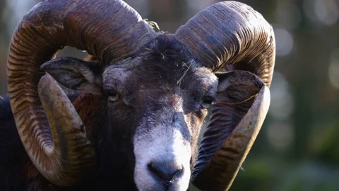Close up of the head of a mouflon ram Stock Footage 140192314