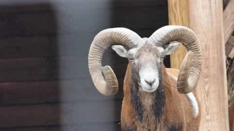 Close up of the head of a mouflon ram on sunny day in autumn. Stock Footage 219251753