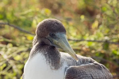 Close-up of the head of a nazca booby. Stock Photos