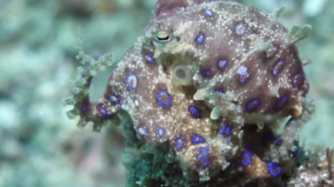Close-up of head of an octopus in underwater seabed on Tulamben. Stock Footage 232772791