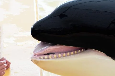 Close-up of the head of an orca. Stock Photos