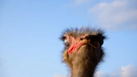 Close-up of the head of an ostrich that is eating. Stock Footage 140880188