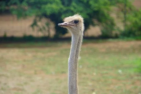 Close up of the head of an ostrich Stock Photos