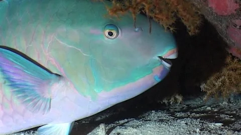 Close Up Of Head, Parrotfish A Burrow 動画素材 286313728