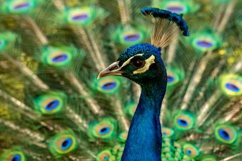 A close-up of the head of a peacock Stock Photos