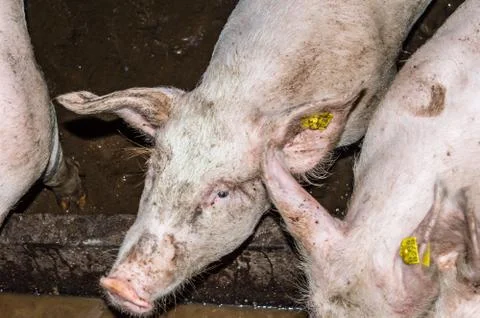 Close-up Head of a Pig in a Pigsty Stock Photos