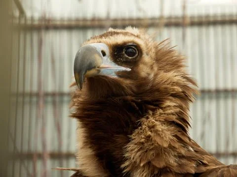 Close up head portrait of a eagle Stock Photos