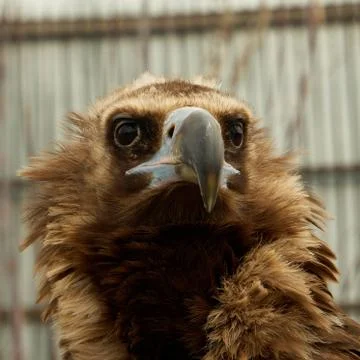 Close up head portrait of a eagle Foto stock