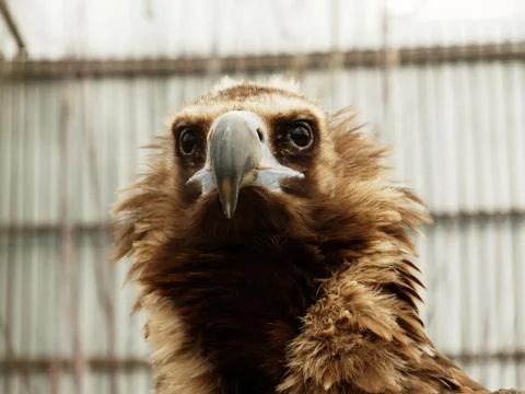 Close up head portrait of a eagle Stock Photos