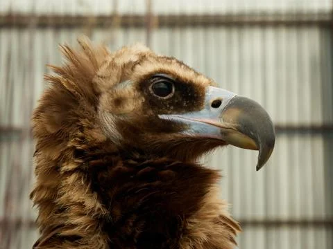 Close up head portrait of a eagle Stock Photos