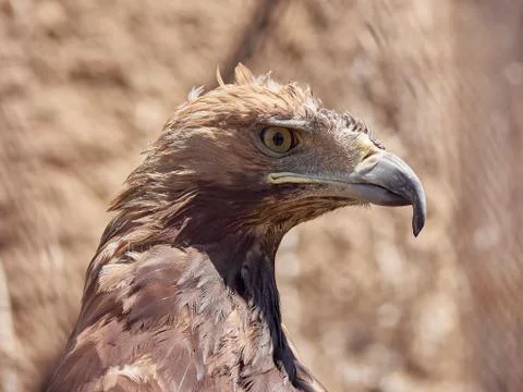 Close up head portrait of a eagle Stock Photos