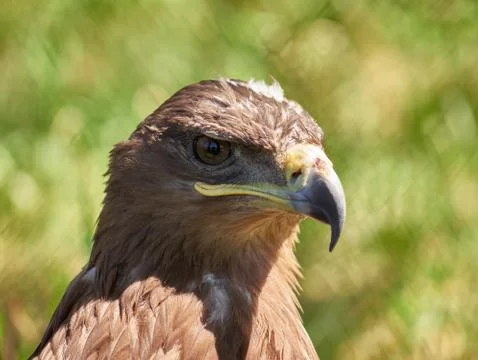 Close up head portrait of a eagle Stock Photos
