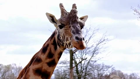 Close up head portrait of a giraffe looking around in the zoo during a sunn.. Stock Footage 337519844
