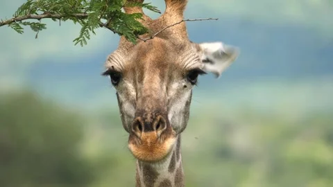 Close up head portrait of wild giraffe looking into camera lens while chewing Stock Footage 340860938