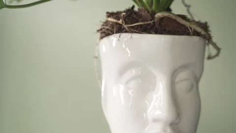 Close Up Head Pot Plant Stock Footage 103854512