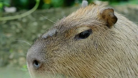 Close up head profile of cute wild capybara face Видео 345944762