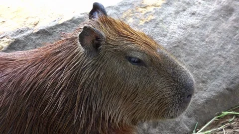 Close up head profile of resting capybara near rock Stock Footage 345944765