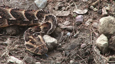 Close up of the head of a puff adder snake 스톡 동영상 49107772